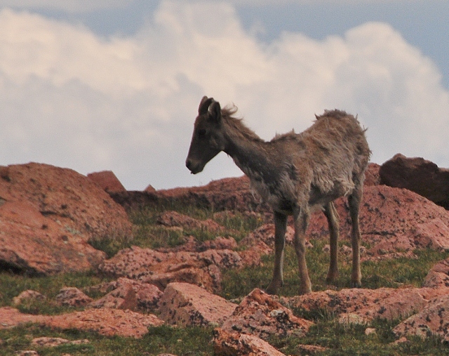 Bighorn Sheep on rocks
